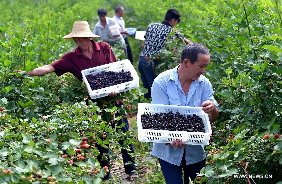 Farmers pick raspberries at Liangfeng Village in Xuan'en County, central China's Hubei Province, June 17, 2013. Raspberries in Xuan'en entered into the harvest season recently. (Xinhua/Song Wen)