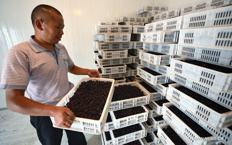 A staff member stores raspberries into freezers at a cooperative in Xuan'en County, central China's Hubei Province, June 17, 2013. Raspberries in Xuan'en entered into the harvest season recently. (Xinhua/Song Wen)