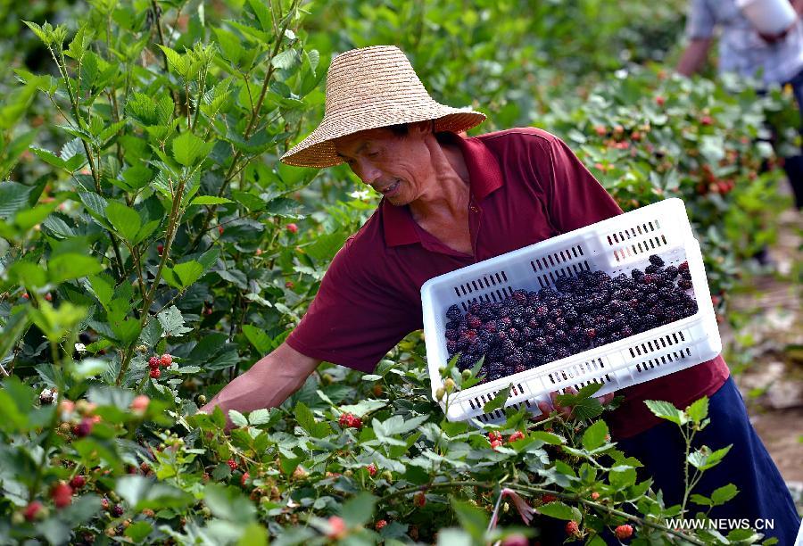 A farmer picks raspberries at Liangfeng Village in Xuan'en County, central China's Hubei Province, June 17, 2013. Raspberries in Xuan'en entered into the harvest season recently. (Xinhua/Song Wen)