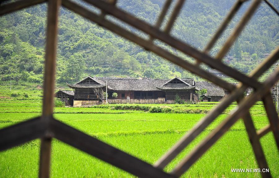 Photo taken on June 16, 2013 shows the wooden Diaojiaolou, or stilted houses in Shiyanping Village, Wangjiaping Township of Zhangjiajie City in central China's Hunan Province. The Shiyanping Village, located in the southeast of Wangjiaping, is one of the regions in Hunan where stilted houses are well preserved. With a toal of 182 existing stilted houses of the Tujia ethnic group, the village was listed as the seventh batch of important heritage sites under state protection in 2013. (Xinhua/Shao Ying)