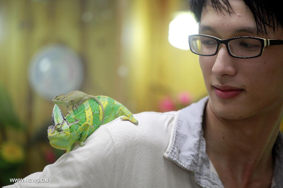 Chen Deqiang plays with his pet anoles at home in Liuzhou, south China's Guangxi Zhuang Autonomous Region, June 16, 2013. Chen had his first pet anole more than one year ago, and now the number has reached 36. As the amount of anoles keeps on growing, he even built a special "house" for them. (Xinhua/Zhang Cunli) 