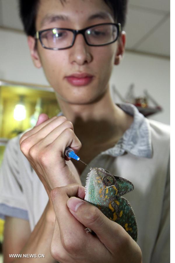 Chen Deqiang feeds his anole pet with glucose at home in Liuzhou, south China's Guangxi Zhuang Autonomous Region, June 16, 2013. Chen had his first pet anole more than one year ago, and now the number has reached 36. As the amount of anoles keeps on growing, he even built a special "house" for them. (Xinhua/Zhang Cunli) 