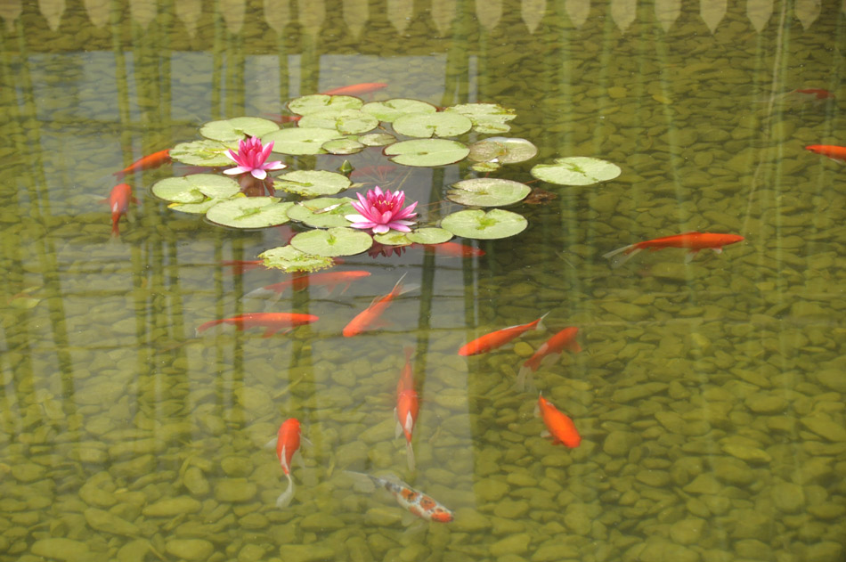 Photo taken on June 15, 2013 shows the beautiful scenery in Garden Expo Park in Fengtai District, Beijing. (PD Online/Yao Chun)