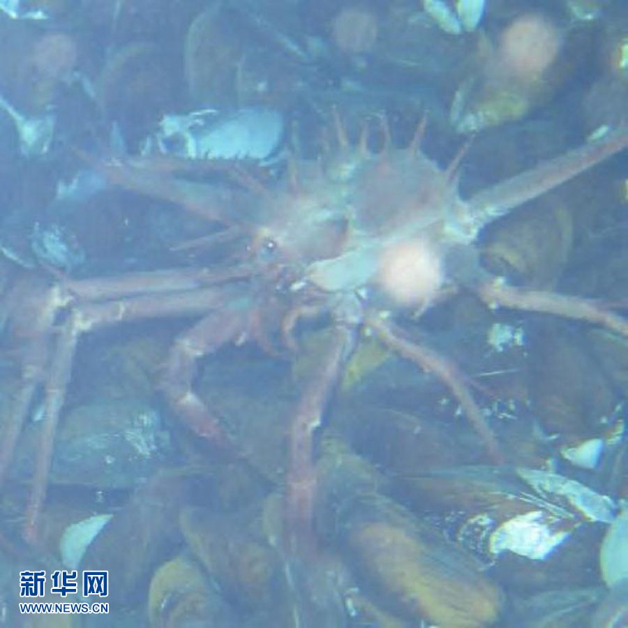 The deep-sea picture which Jiaolong captures on June 17, 2013. (Photo/Xinhua)