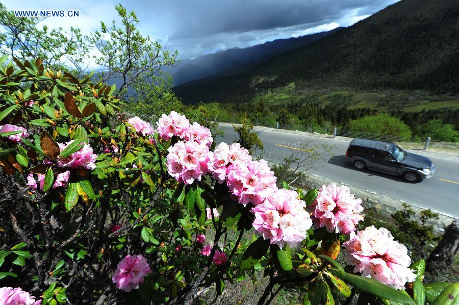 Photo taken on June 19, 2013 shows alpine azalea flowers near the Segrila Mountain in Nyingchi, southwest China's Tibet Autonomous Region. Alpine azalea flowers grown at an altitude between 2,500 meters and 4,000 meters have been in full bloom recently. (Xinhua/Wen Tao) 