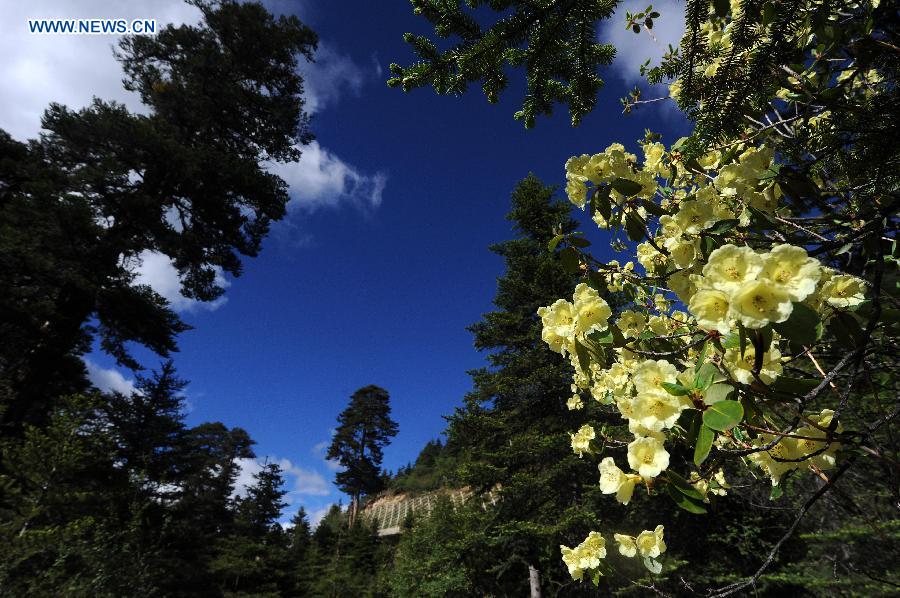 Photo taken on June 19, 2013 shows alpine azalea flowers near the Segrila Mountain in Nyingchi, southwest China's Tibet Autonomous Region. Alpine azalea flowers grown at an altitude between 2,500 meters and 4,000 meters have been in full bloom recently. (Xinhua/Wen Tao)