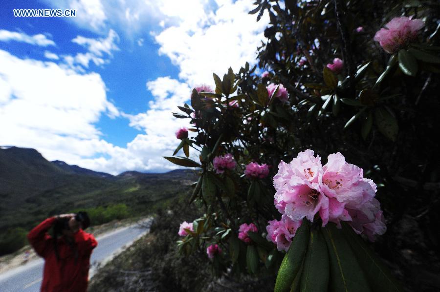 A tourist takes pictures of alpine azalea flowers near the Segrila Mountain in Nyingchi, southwest China's Tibet Autonomous Region, June 19, 2013. Alpine azalea flowers grown at an altitude between 2,500 meters and 4,000 meters have been in full bloom recently. (Xinhua/Wen Tao)