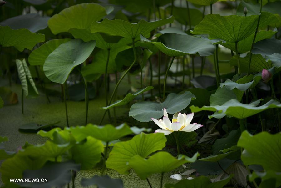 Photo taken on June 20, 2013 shows the lotus and lotus leaves in the Lianhu lake park in Xi'an, capital of northwest China's Shaanxi Province. (Xinhua/Liu Xiao) 