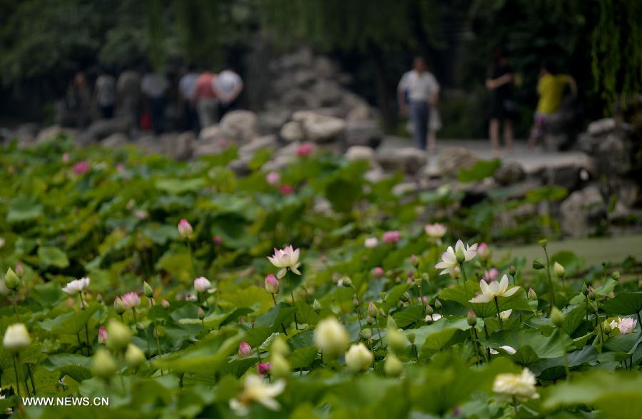 Photo taken on June 20, 2013 shows the lotus and lotus leaves in the Lianhu lake park in Xi'an, capital of northwest China's Shaanxi Province. (Xinhua/Liu Xiao) 