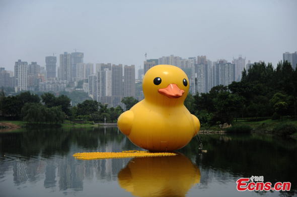 A scaled replica of the "Rubber Duck" by Dutch conceptual artist Florentijn Hofman is seen floating in a river of a park in Chongqing on June 20, followed by hundreds of small-sized ones. (CNS /Zhangchao)