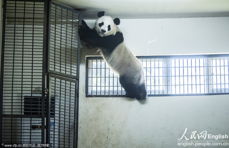 Suffering from the hot weather, a giant panda in the Zoo of Changsha climbs up to get closer to the air conditioning and refuses to get down on June 17, 2013. (Photo/CFP)