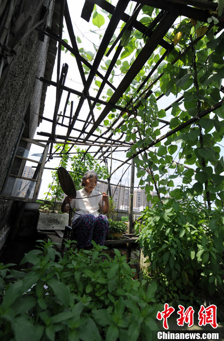 In Changsha, 70-year-old Ms. Wang rests in her own "hanging garden", June 19, 2013. (CNS/Yang Huafeng)