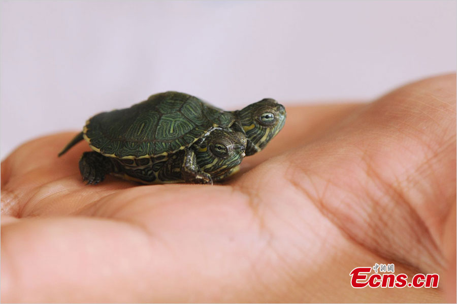 A turtle is born with two heads in Qingdao, East China's Shandong Province. The two-headed turtle, which can eat with both mouths, has gained great popularity online. [Photo: Chinanews.cn] 