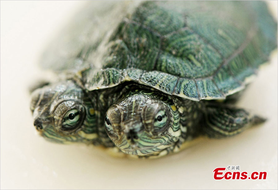A turtle is born with two heads in Qingdao, East China's Shandong Province. The two-headed turtle, which can eat with both mouths, has gained great popularity online. [Photo: Chinanews.cn]