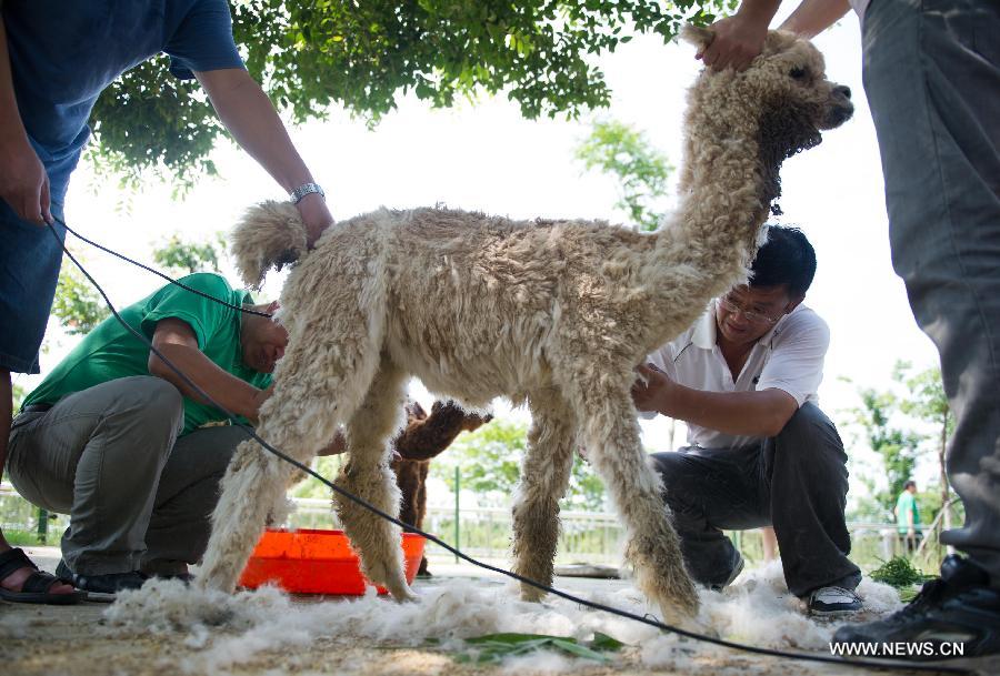 Staff members shave for an alpaca at Hefei Wildlife Park in Hefei, capital of east China's Anhui Province, June 17, 2013. Staff members shaved for the four alpacas from south America on Monday to help them survive from high temperature in summer. (Xinhua/Du Yu) 