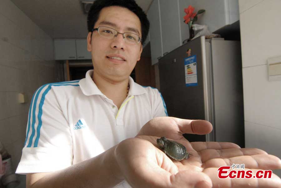 Xu Ren, a teacher, shows his two-headed turtle in Qingdao, East China's Shandong Province, June20, 2013. (CNS/Xue Hun)