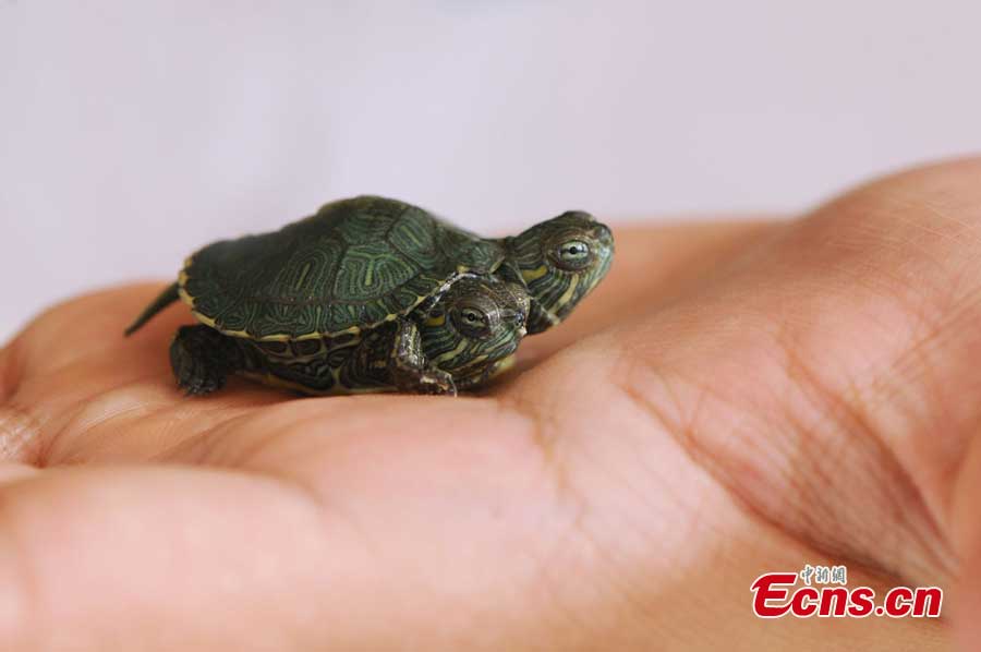 A turtle is born with two heads in Qingdao, East China's Shandong Province. The two-headed turtle, which can eat with both mouths, has gained great polarity online. (CNS/Xue Hun)