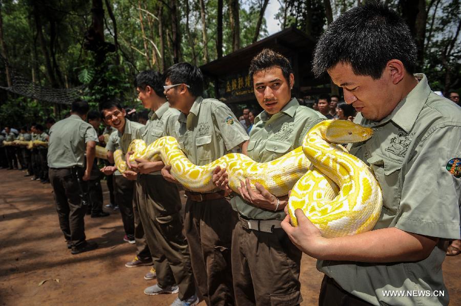 Keepers display six albino Burmese pythons at Chimelong Safari Park in Guangzhou, capital of south China's Guangdong Province, June 23, 2013. The six golden pythons arrived at their new home at the park Sunday. (Xinhua/Liu Dawei) 