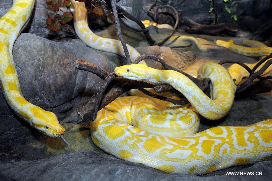 Six albino Burmese pythons are seen at Chimelong Safari Park in Guangzhou, capital of south China's Guangdong Province, June 23, 2013. The six golden pythons arrived at their new home at the park Sunday. (Xinhua/Liu Dawei) 