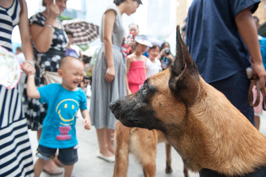 A detection dog is seen during an "open day" of the Customs in Guangzhou, capital of south China's Guangdong Province, June 23, 2013. An "open day" activity was held here for the residents to know about the works of drug-sniffing dogs. (Xinhua/Mao Siqian)  