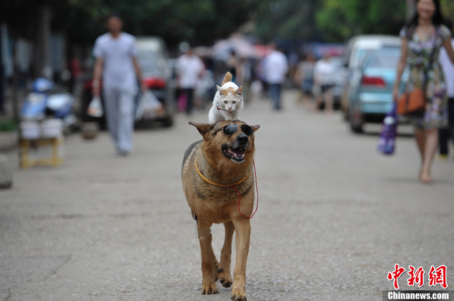 A dog gives a cat a piggyback ride on a street in Kunming, capital of Yunnan Province, June 23, 2013. (CNS/Liu Ranyang)