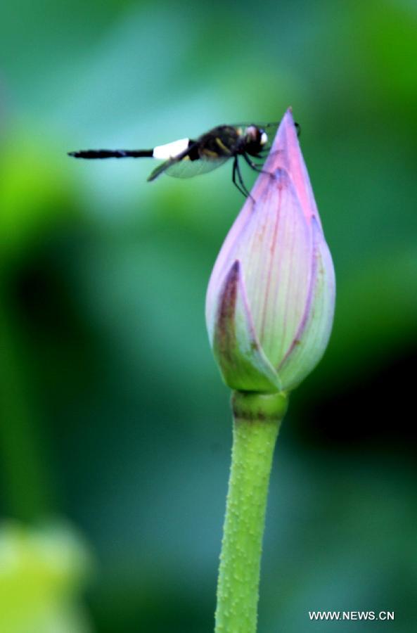 A dragonfly lands on a closed lotus flower in Huangshan City, east China's Anhui Province, June 22, 2013. (Xinhua/Shi Guangde) 