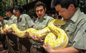 6 golden pythons get new home in Guangzhou