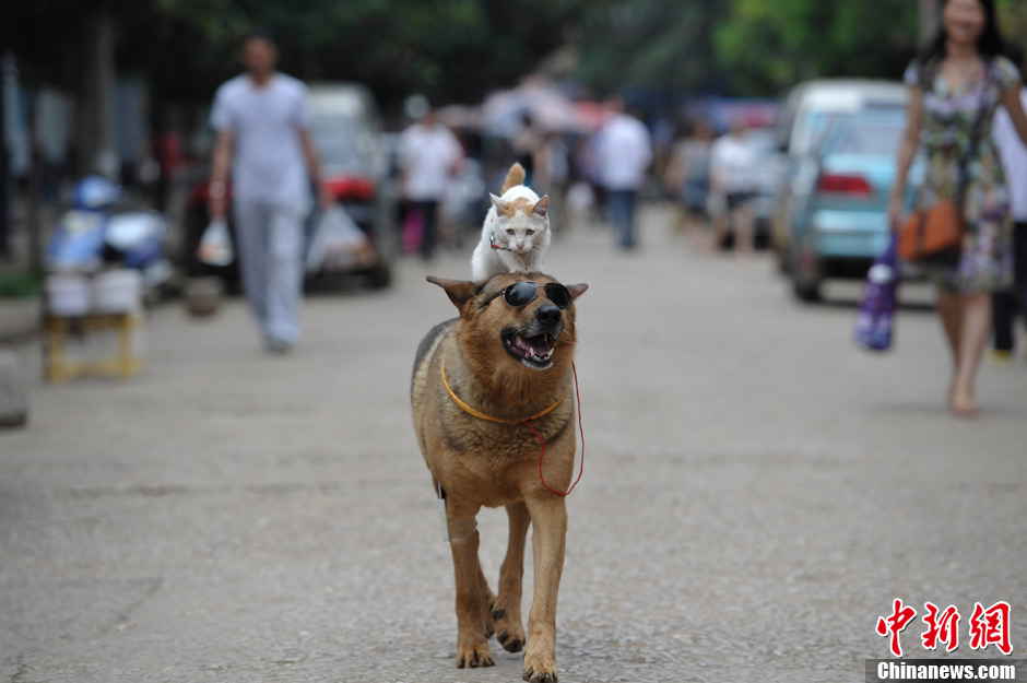 The dog Wangcai carries the cat Mimi on its back when walking on a street in Kunming, Yunnan province June 23, 2013. (Photo by Liu Ranyang/ Chinanews.com)