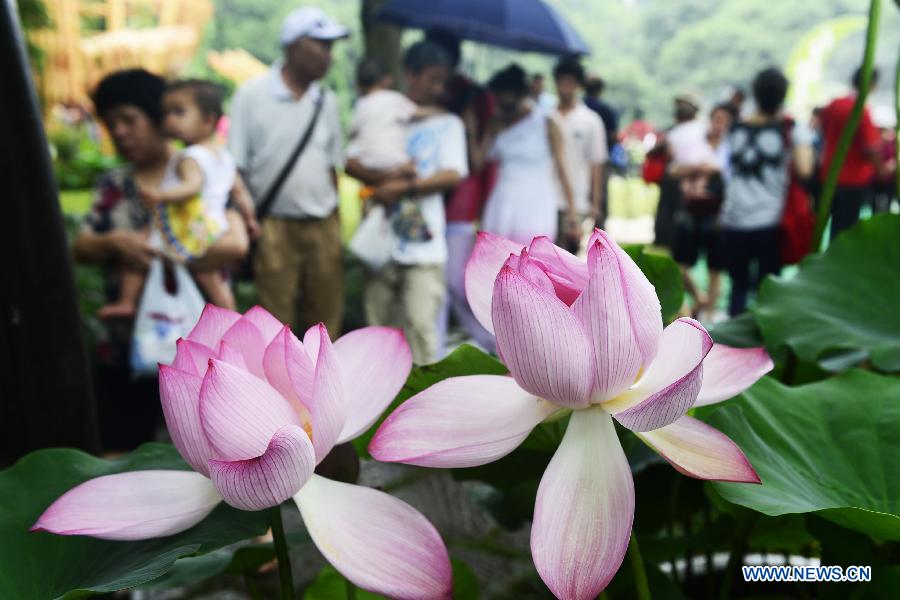 Visitors look at lotus flowers during an art festival along the West Lake in Hangzhou, capital of east China's Zhejiang Province, June 24, 2013. The festival will last till July 31. (Xinhua/Li Zhong)