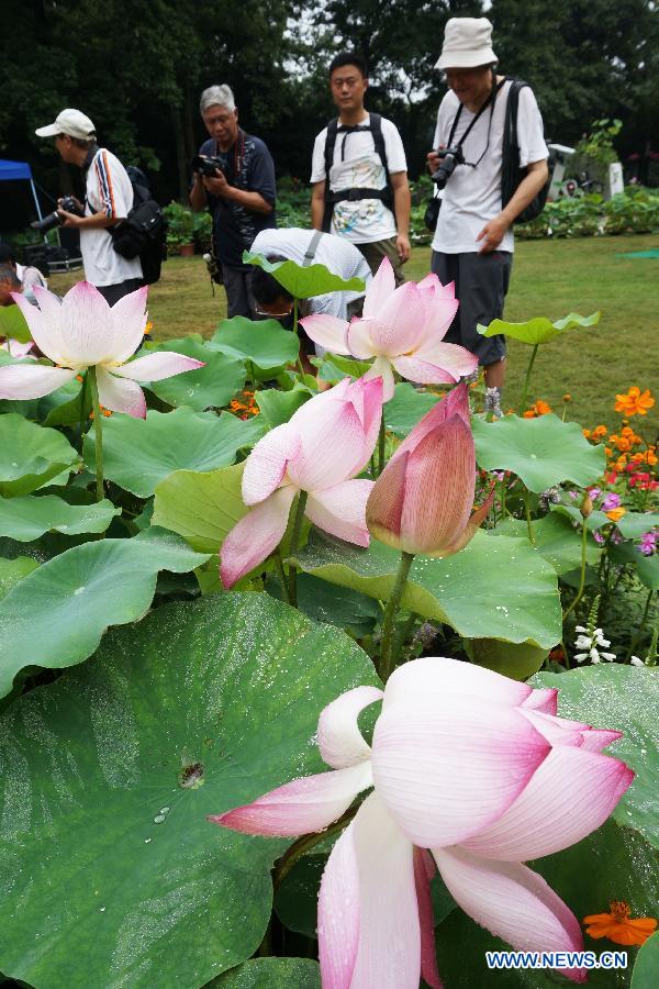 Visitors take photos of lotus flowers during an art festival along the West Lake in Hangzhou, capital of east China's Zhejiang Province, June 24, 2013. The festival will last till July 31. (Xinhua/Li Zhong) 
