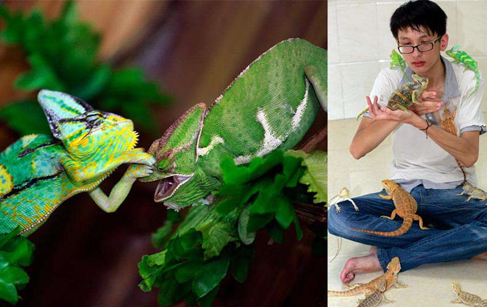 Chen Deqiang is surrounded by his anole pets at home in Liuzhou, south China's Guangxi Zhuang autonomous region, June 16, 2013. Chen had his first pet anole about one year ago, and now the number has reached 36. As the amount of anoles keeps on growing, he even built a special "house" for them. (Photo by Zhang Cunli /Xinhua)