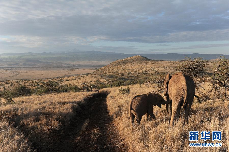 Mount Kenya-Lewa Wildlife conservancy, Kenya. (Photo: xinhuanet.com)