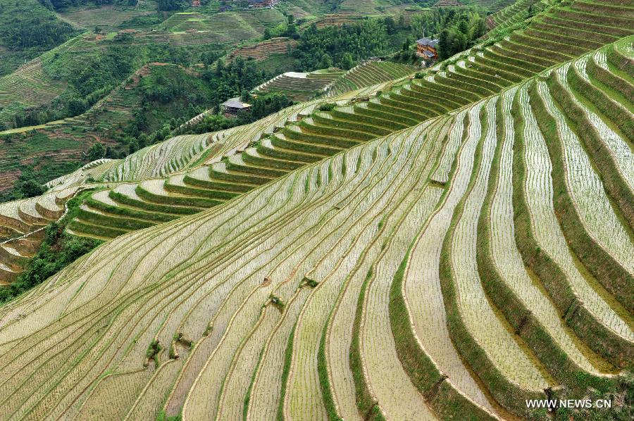 Photo taken on June 25, 2013 shows the terraced fields in Longsheng County of southwest China's Guangxi Zhuang Autonomous Region. The terraced fields in Longsheng County enjoyed a history of more than 650 years. (Xinhua/Lu Boan)  