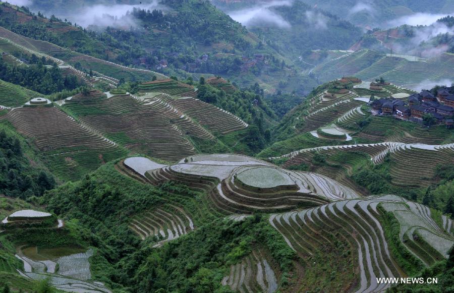Photo taken on June 25, 2013 shows the terraced fields in Longsheng County of southwest China's Guangxi Zhuang Autonomous Region. The terraced fields in Longsheng County enjoyed a history of more than 650 years. (Xinhua/Lu Boan)  