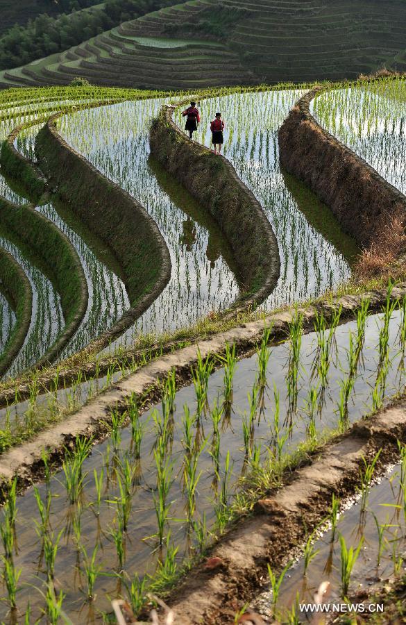 Photo taken on June 25, 2013 shows the terraced fields in Longsheng County of southwest China's Guangxi Zhuang Autonomous Region. The terraced fields in Longsheng County enjoyed a history of more than 650 years. (Xinhua/Lu Boan)  