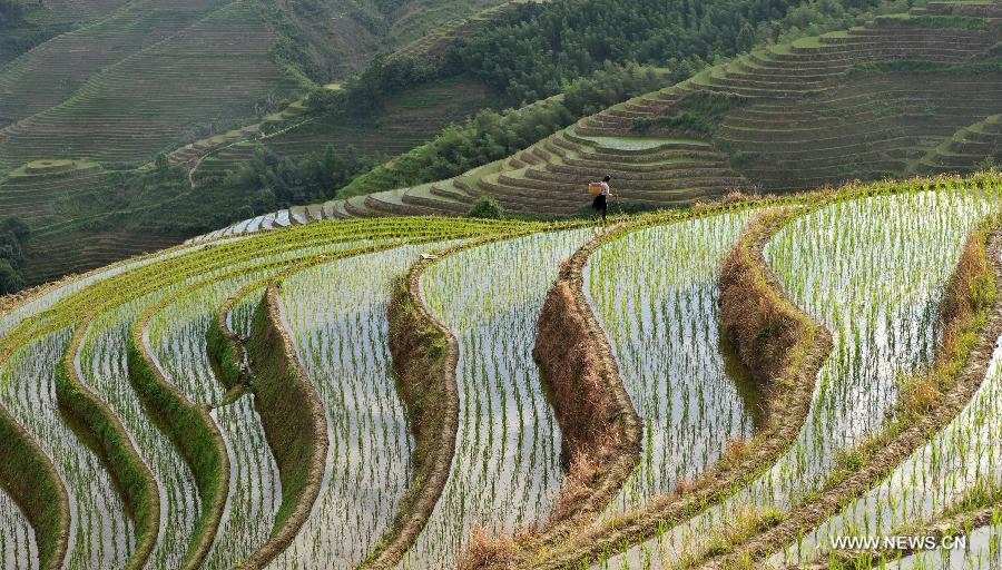 Photo taken on June 25, 2013 shows the terraced fields in Longsheng County of southwest China's Guangxi Zhuang Autonomous Region. The terraced fields in Longsheng County enjoyed a history of more than 650 years. (Xinhua/Lu Boan)  