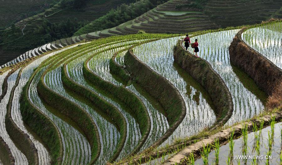 Photo taken on June 25, 2013 shows the terraced fields in Longsheng County of southwest China's Guangxi Zhuang Autonomous Region. The terraced fields in Longsheng County enjoyed a history of more than 650 years. (Xinhua/Lu Boan)  