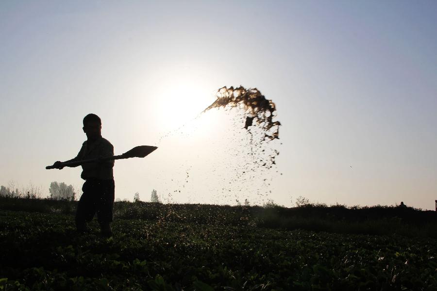 A farmer works at the fields in Neihuang County of Anyang City, central China's Henan Province, in the early morning on June 27, 2013. (Xinhua/Liu Xiaokun) 