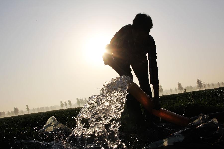 A farmer works at the fields in Neihuang County of Anyang City, central China's Henan Province, in the early morning on June 27, 2013. (Xinhua/Liu Xiaokun) 