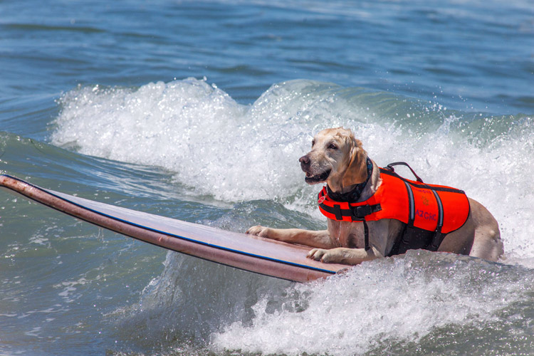 Special surfing competition in the Coronado Bay; dog is the lead. (Photo/Osports)