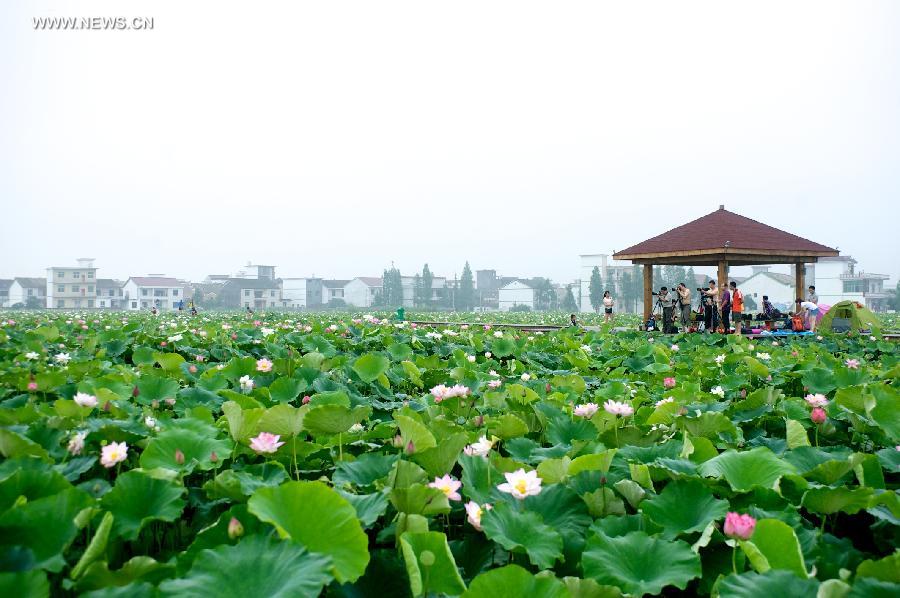 Lotus flowers blossom in Lianhua County of east China's Jiangxi Province, June 30, 2013. (Xinhua/Hu Chenhuan)