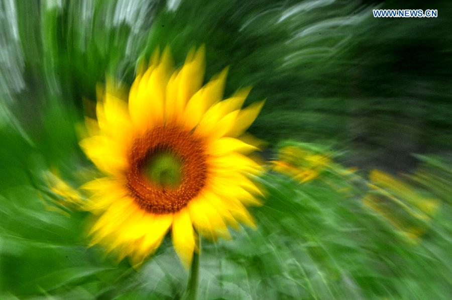 A sunflower blossoms at the Olympic Forest Park in Beijing, capital of China, June 29, 2013. (Xinhua/Feng Jun)