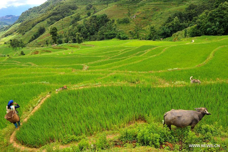 A villager walks in the terraced fields in Yuanyang County of Honghe Prefecture in southwest China's Yunnan Province, June 29, 2013. The UNESCO's World Heritage Committee inscribed China's cultural landscape of Honghe Hani Rice Terraces onto the prestigious World Heritage List on June 22, bringing the total number of World Heritage Sites in China to 45. (Xinhua/Chen Haining)