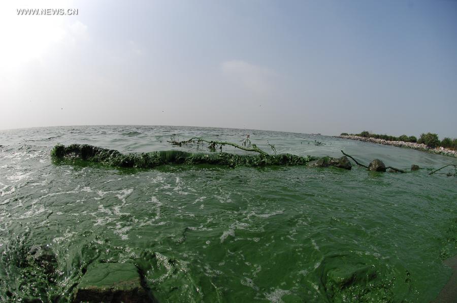 Photo taken on June 30, 2013 shows the blue-green algae turning the water color into green at the Chaohu Lake in east China's Anhui Province. Due to heat and sunshine, a large bloom of blue-green algae expanded at the Chaohu Lake, turning part of the lake color into green. (Xinhua/Yang Xiaoyuan) 