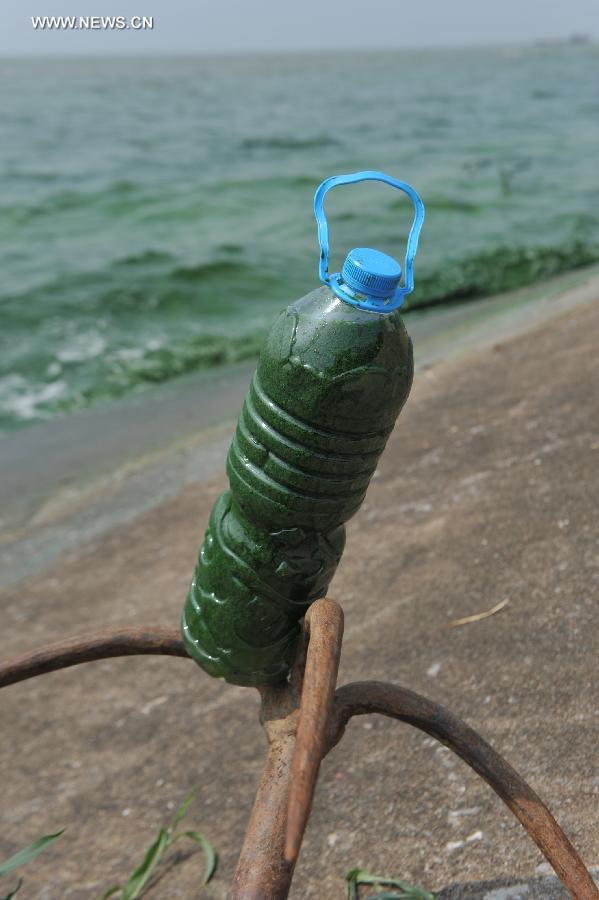 A bottle of lake water with blue-green algae is seen on a rusty anchor at the Chaohu lakeside in east China's Anhui Province, June 30, 2013. Due to heat and sunshine, a large bloom of blue-green algae expanded at the Chaohu Lake, turning part of the lake color into green. (Xinhua/Yang Xiaoyuan)