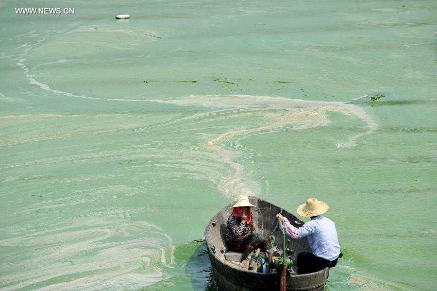 A fish boat moves in the water with blue-green algae at the Chaohu Lake in east China's Anhui Province, June 30, 2013. Due to heat and sunshine, a large bloom of blue-green algae expanded at the Chaohu Lake, turning part of the lake color into green. (Xinhua/Yang Xiaoyuan) 