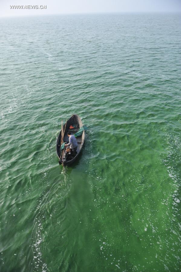 A fish boat moves in the water with blue-green algae at the Chaohu Lake in east China's Anhui Province, June 30, 2013. Due to heat and sunshine, a large bloom of blue-green algae expanded at the Chaohu Lake, turning part of the lake color into green. (Xinhua/Yang Xiaoyuan)