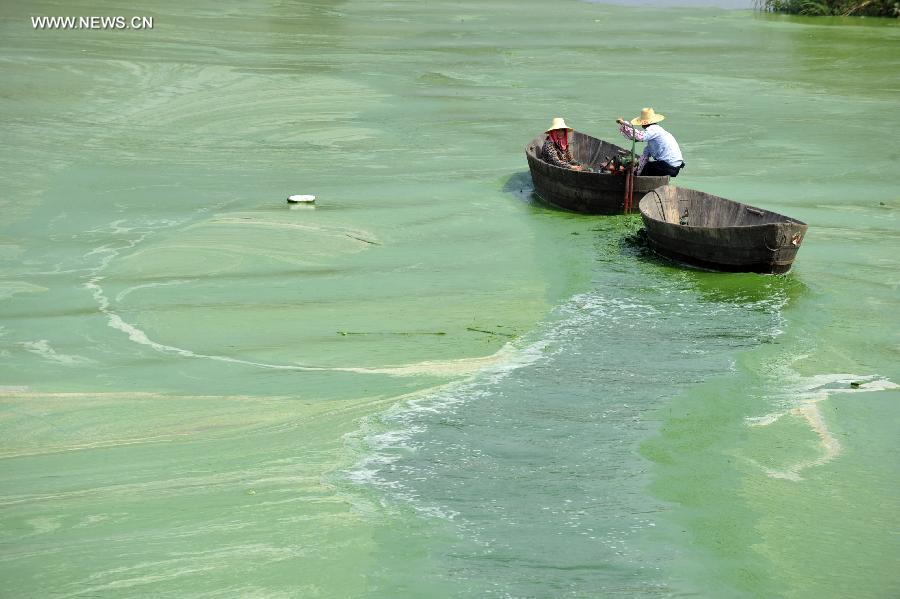 Fish boats move in the water with blue-green algae at the Chaohu Lake in east China's Anhui Province, June 30, 2013. Due to heat and sunshine, a large bloom of blue-green algae expanded at the Chaohu Lake, turning part of the lake color into green. (Xinhua/Yang Xiaoyuan)