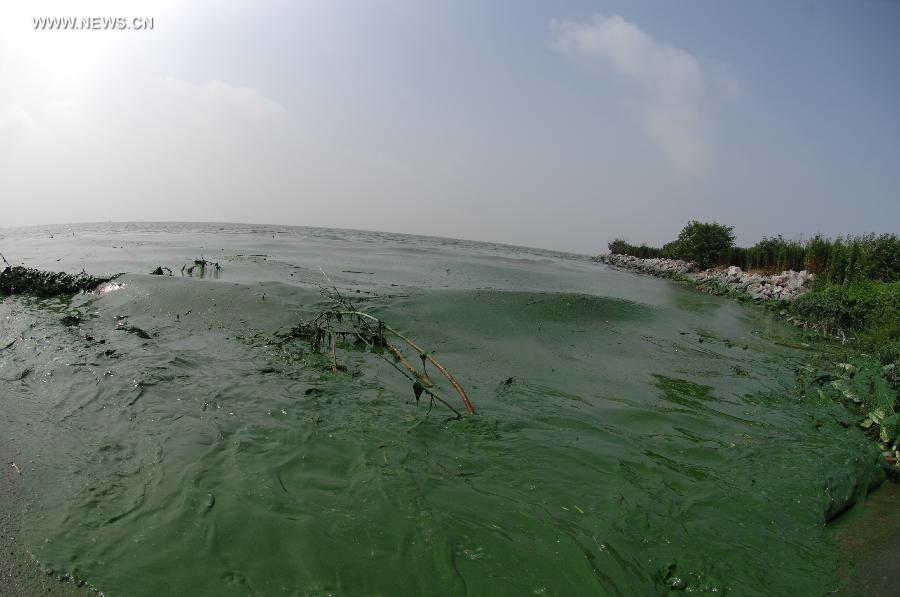 Photo taken on June 30, 2013 shows the blue-green algae turning the water color into green at the Chaohu Lake in east China's Anhui Province. Due to heat and sunshine, a large bloom of blue-green algae expanded at the Chaohu Lake, turning part of the lake color into green. (Xinhua/Yang Xiaoyuan) 