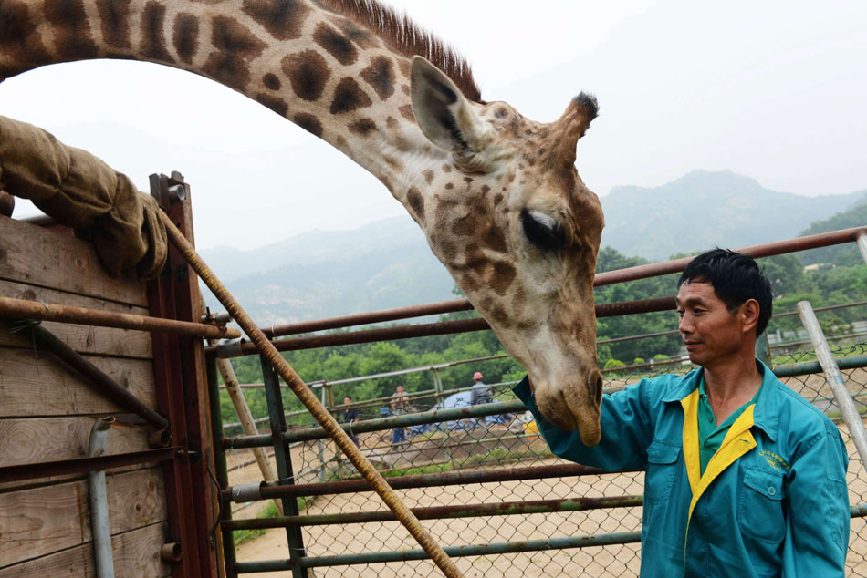 The staff from the Zoo of Qingdao bids farewell to giraffe "Changqing" on June 23, 2013. 7-year-old male giraffe "Changqing" would be shipped to Jinan Paomaling Zoo to have a "blind date." If the mating succeeds, "Changqing" will stay in Jinan. (Xinhua/Yu Fangping)